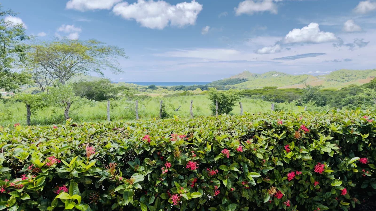 Flowering hedges in the resort gardens with the hills behind